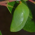 Erdbeerbaumfalter (Charaxes jasius)